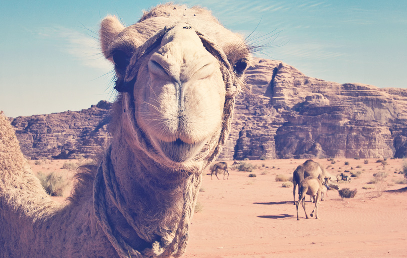 Is Your Camel Tied Up?